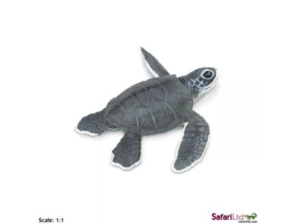 236175 mlade morske zelvy