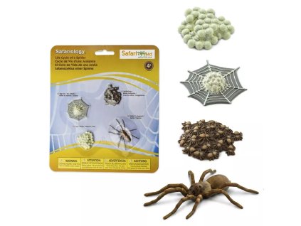 238524 zivotni cyklus pavouk