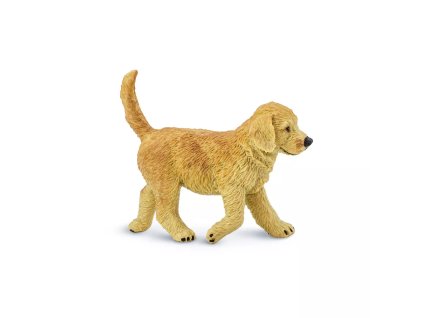 237141 stene zlateho retrivra