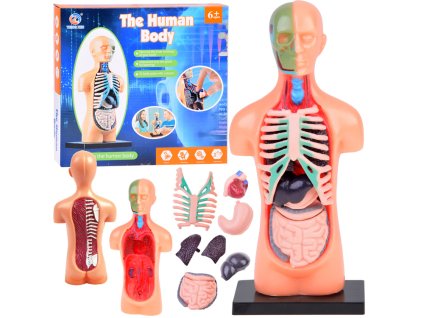 pol pl Zestaw edukacyjny Model anatomiczny CIALO CZLOWIEKA organy 11ele ZA5200 21122 7