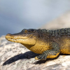 237723 4 aligator