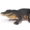 237723 6 aligator
