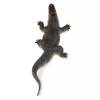 237723 7 aligator
