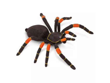 236232 tarantule s oranzovymi koleny
