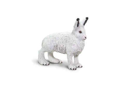 237747 zajic polarni