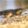 237723 1 aligator