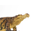 238557 2 sarcosuchus