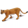 240648 puma americka