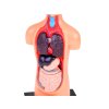 pol pl Zestaw edukacyjny Model anatomiczny CIALO CZLOWIEKA organy 11ele ZA5200 21122 3