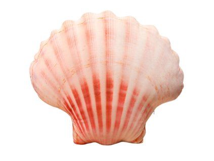 Cuscino di peluche a forma di conchiglia rosa