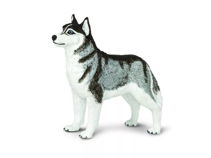237786 sibirsky husky