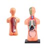 pol pl Zestaw edukacyjny Model anatomiczny CIALO CZLOWIEKA organy 11ele ZA5200 21122 6
