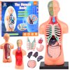 pol pl Zestaw edukacyjny Model anatomiczny CIALO CZLOWIEKA organy 11ele ZA5200 21122 7