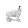 237747 1 zajic polarni