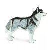 237786 2 sibirsky husky