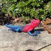 240423 2 agama plochohlava mwanza