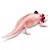 240846 5 axolotl