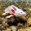 240846 1 axolotl