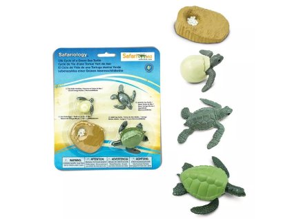 235461 zivotni cyklus morska zelva