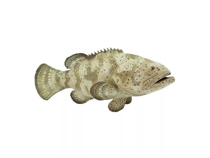 237132 goliath grouper