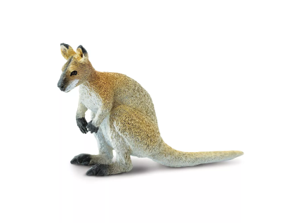 237414 klokan wallaby