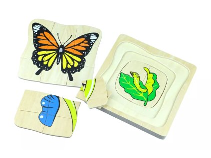 237492 zivotni cyklus motyla