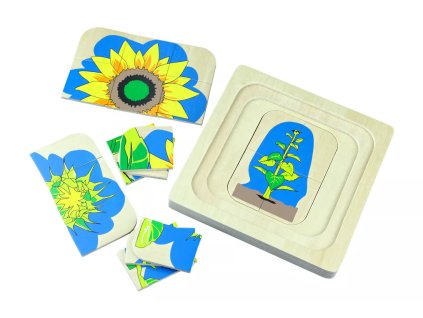 237504 zivotni cyklus kvetiny