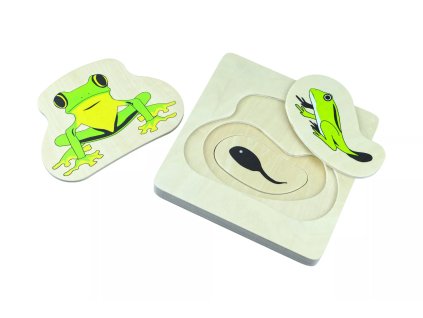 237507 zivotni cyklus zaby