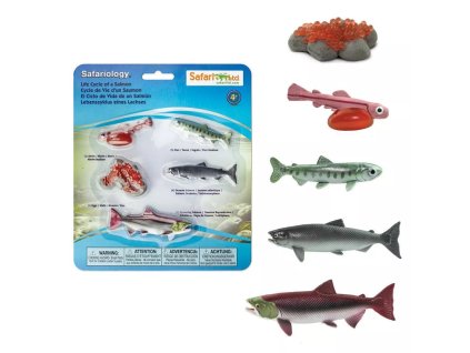 238509 zivotni cyklus losos