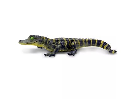 241374 mlade aligatora