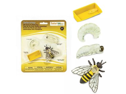 235458 zivotni cyklus vcela