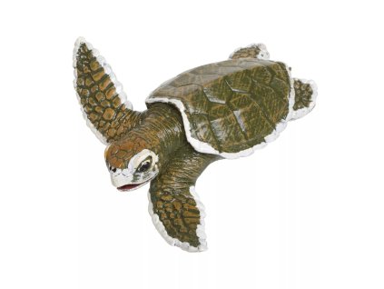 236160 mlade morske zelvy