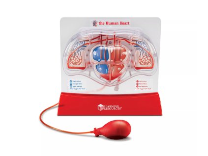 237285 krevni obed v srdci