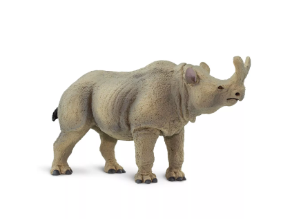 238026 megacerops