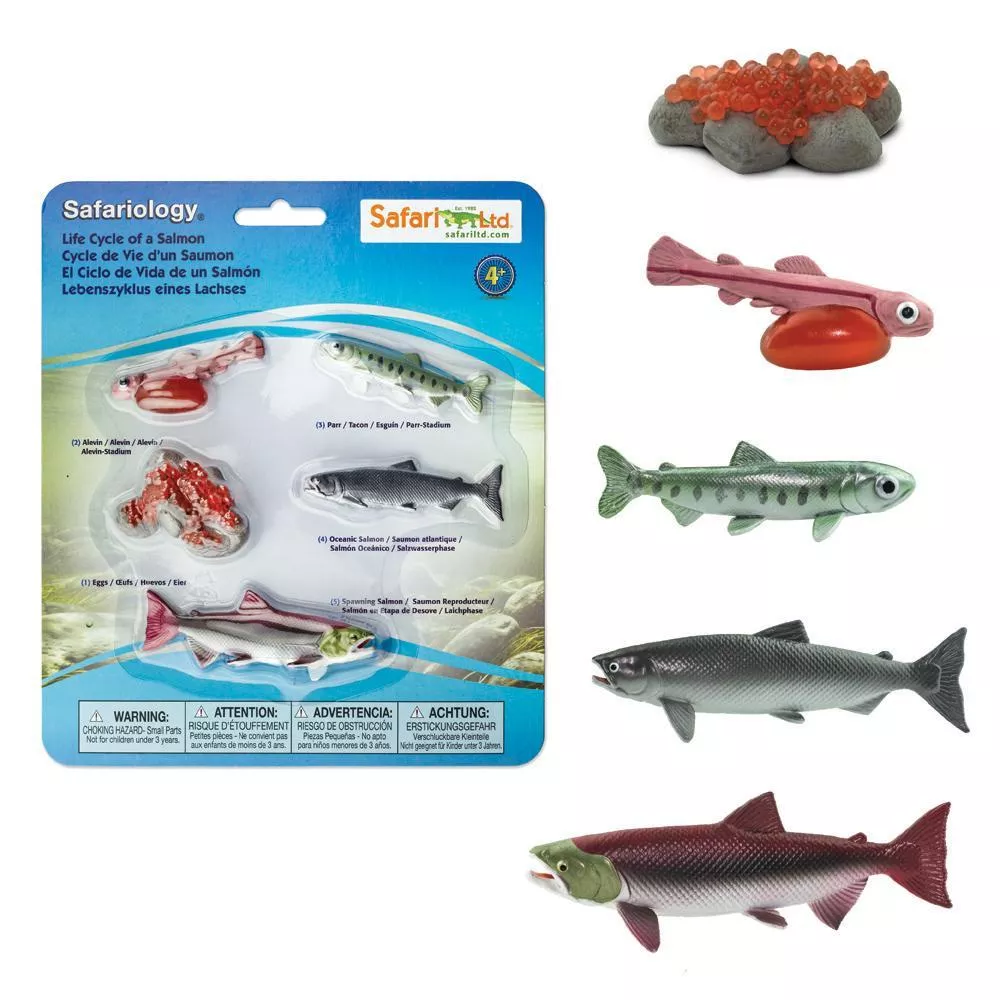 Safari Ltd. Življenjski cikel - Losos