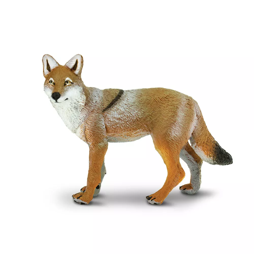 Safari Ltd. Kojot