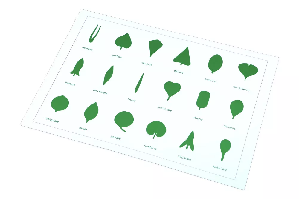 Moyo Montessori Oblike listov (kartica)