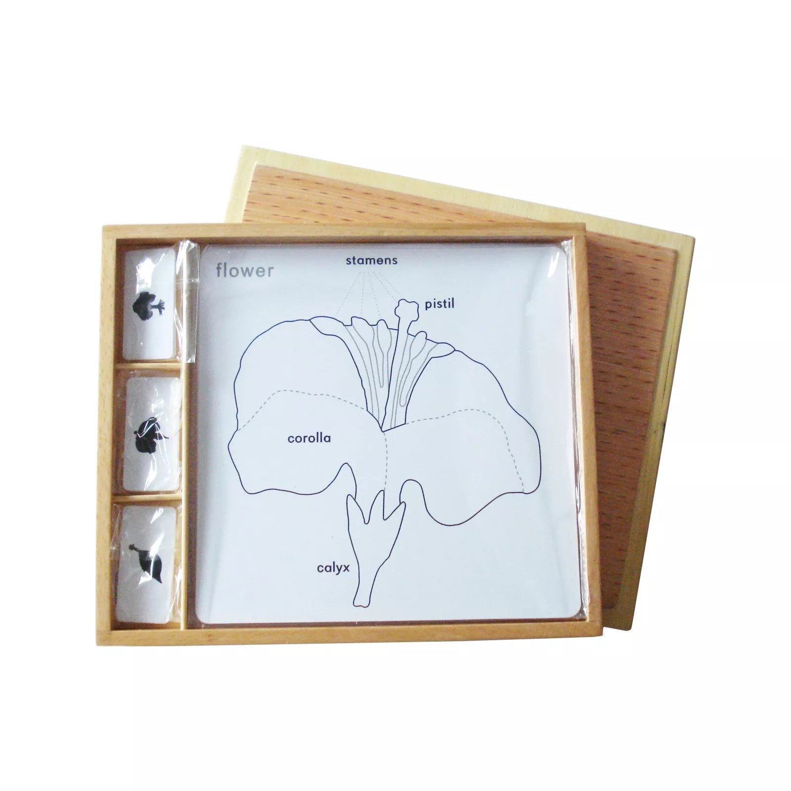 Moyo Montessori Set aktivnosti za botanične sestavljanke (napisi v ANJ)
