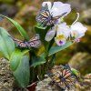 236235 1 motyl monarcha