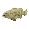 237132 2 goliath grouper