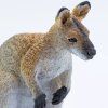 237414 2 klokan wallaby