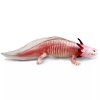 240846 2 axolotl