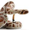 240849 5 chrestys zapadni