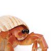 236163 2 krab poustevnik