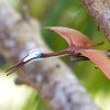 237711 1 quetzalcoatlus