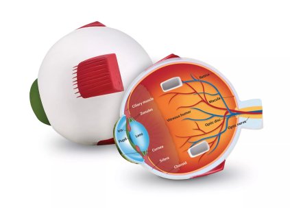 237234 penovy model oka