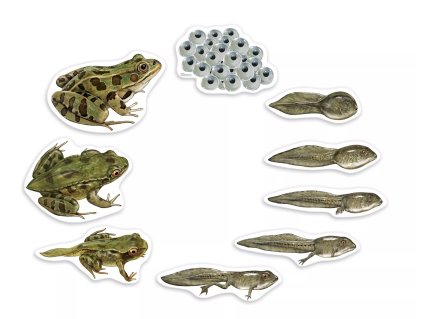 237294 magneticky zivotni cyklus zaba