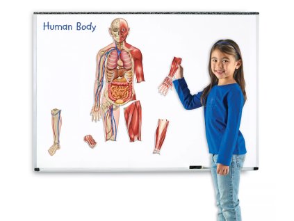 237300 oboustranne magneticke lidske telo