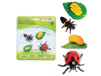 235650 zivotni cyklus beruska