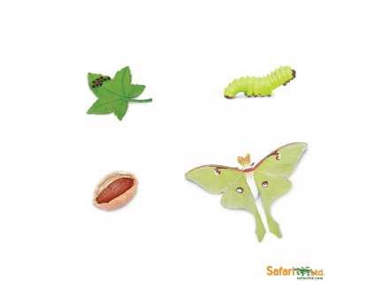 235890 zivotni cyklus mura